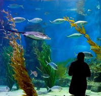 Melbourne Aquarium - Palm Beach Accommodation