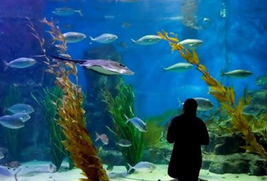 Melbourne Aquarium - Palm Beach Accommodation 0