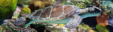 Melbourne Aquarium - Palm Beach Accommodation 1