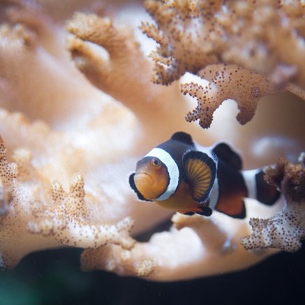 Melbourne Aquarium - Palm Beach Accommodation 2