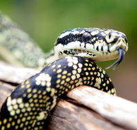 Reptile Encounters - Palm Beach Accommodation