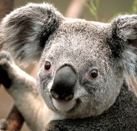 Potoroo Palace - Palm Beach Accommodation