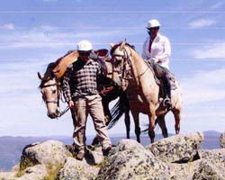High Country Horses - Palm Beach Accommodation 3