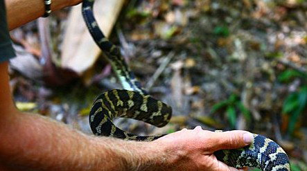 Queensland Day Tours - Palm Beach Accommodation 1