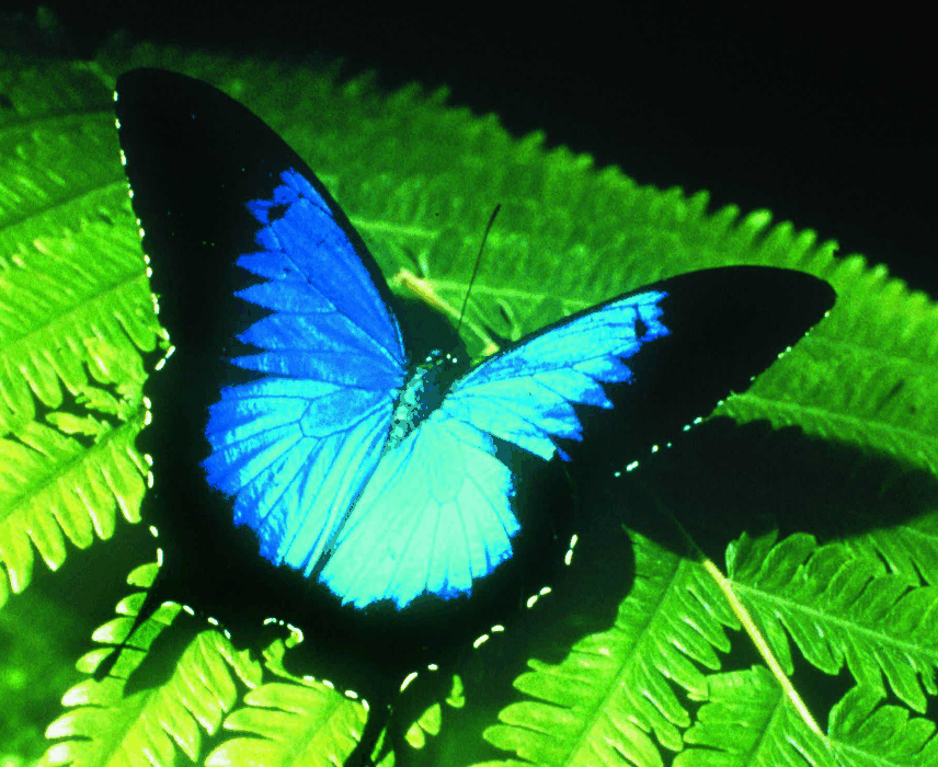 Australian Butterfly Sanctuary - Palm Beach Accommodation