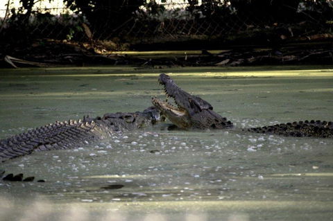Billabong Sanctuary - Palm Beach Accommodation 3