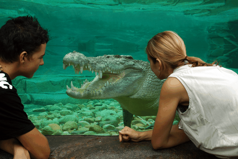 Cairns Wildlife Dome - Palm Beach Accommodation 1