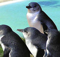 Rockingham Wild Encounters - Palm Beach Accommodation