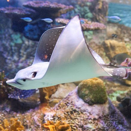 Melbourne Aquarium - Palm Beach Accommodation 4