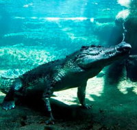 WILD LIFE Sydney Zoo - Palm Beach Accommodation