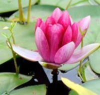 The Lotus Day Spa and Retreat - Palm Beach Accommodation