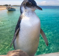 Penguin Island - Palm Beach Accommodation