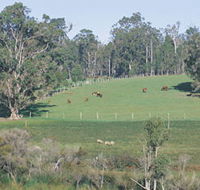 Scenic Drives - Bunbury Collie Donnybrook - Palm Beach Accommodation