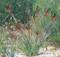 Kalbarri Wildflower Centre - Palm Beach Accommodation