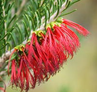 Ethel Daw Scenic Drive - Palm Beach Accommodation