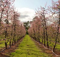 Raeburn Orchards - Palm Beach Accommodation