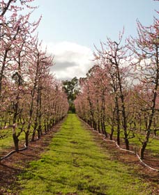 Raeburn Orchards - Palm Beach Accommodation 0