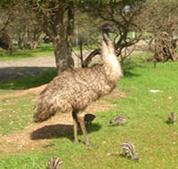 Minlaton Fauna Park - Palm Beach Accommodation