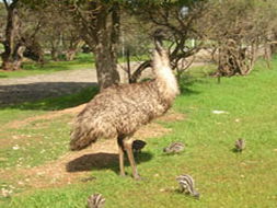 Book Clayton Bay SA Attractions Palm Beach Accommodation Palm Beach Accommodation