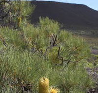 Lesueur Walk Trail Mount Lesueur - Palm Beach Accommodation
