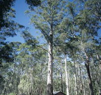 Diamond Tree Lookout Manjimup - Palm Beach Accommodation