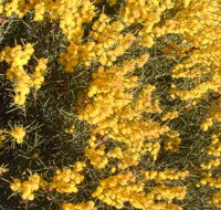 Dalwallinu Remnant Bushland - Palm Beach Accommodation