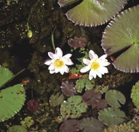 Parry Lagoons Nature Reserve - Palm Beach Accommodation