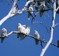 Carawine Gorge - Palm Beach Accommodation