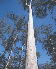 The Four Aces - Palm Beach Accommodation 0