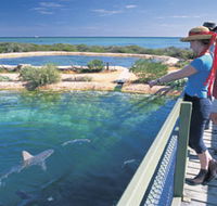 Shark Bay Marine Park - Palm Beach Accommodation