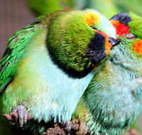 Rainbow Jungle - The Australian Parrot Breeding Centre - Palm Beach Accommodation