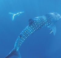 Ningaloo Marine Park - Palm Beach Accommodation
