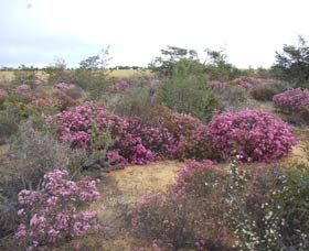 Reynoldson's Flora Reserve - Palm Beach Accommodation 0