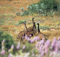 Jurabi Coastal Reserve - Palm Beach Accommodation
