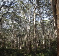 Boranup Karri Forest - Palm Beach Accommodation
