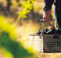 Burge Family Winemakers - Palm Beach Accommodation