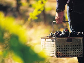 Burge Family Winemakers - Palm Beach Accommodation 0