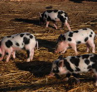 Will's Rare Breeds Farm - Palm Beach Accommodation