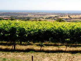 Braydun Hill Vineyard - Palm Beach Accommodation 0