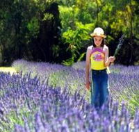Brayfield Park Lavender Farm - Palm Beach Accommodation