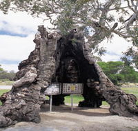 The Herbig Family Tree - Palm Beach Accommodation