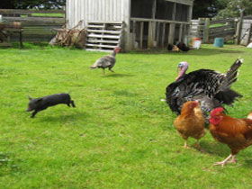 Echo Farm - Palm Beach Accommodation 0