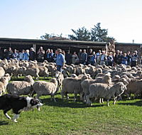 Curringa Farm - Accommodation and Farm Tours - Palm Beach Accommodation