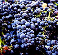 Laurel Bank Vineyard - Palm Beach Accommodation