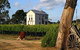 Highbank Vineyards - thumb 0