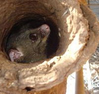 Mulga Sanctuary and Wildlife Park - Palm Beach Accommodation