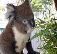 Glen-Forest Tourist Park - Palm Beach Accommodation