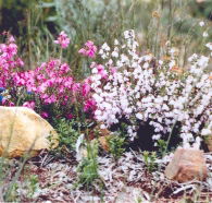 Stokes Bay Bush Garden - Palm Beach Accommodation