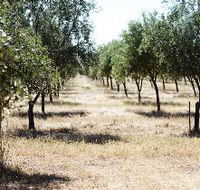 Talinga Grove Olive Oils - Palm Beach Accommodation