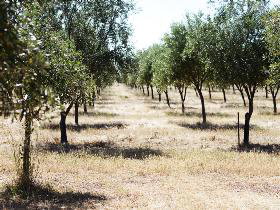 Talinga Grove Olive Oils - Palm Beach Accommodation 0
